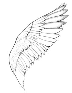 a drawing of an angel wing on a white background