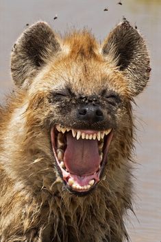 a hyena yawning in the water with its mouth open