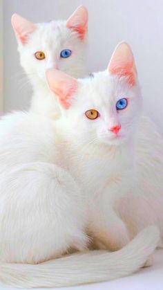 two white cats with blue eyes sitting next to each other