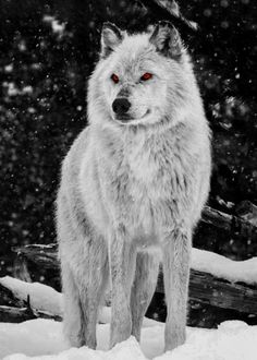 a white wolf standing in the snow next to some logs and trees with snow falling on it