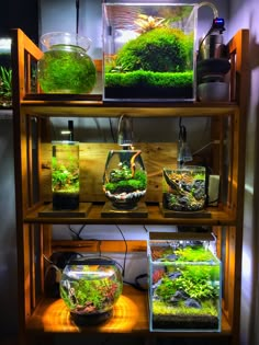 an aquarium filled with green plants and other aquatic items on top of a wooden shelf