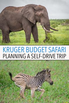 a zebra and an elephant standing next to each other in the grass with text overlay that reads kruger budget safari planning a self - drive trip