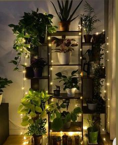 a shelf filled with potted plants next to a window covered in fairy lights and string lights