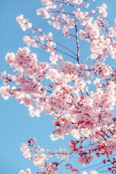 pink flowers are blooming on the branches of a tree in front of a blue sky