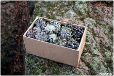 a wooden box filled with lots of different types of rocks and mossy trees in the background