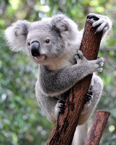 a koala sitting on top of a tree branch