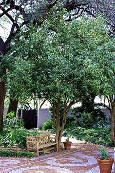 a wooden bench sitting in the middle of a garden next to trees and potted plants