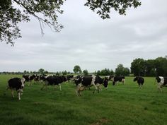 a herd of cows walking across a lush green field on a cloudy, overcast day