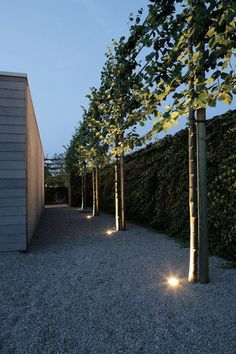 trees lined up along the side of a building with lights on them and gravel ground