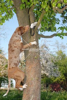 a dog climbing up the side of a tree to get something out of its mouth