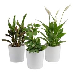 three potted plants in white pots on a white background