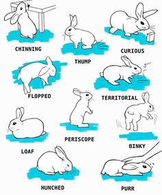 an image of rabbits in different positions