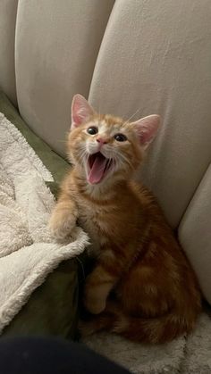 an orange cat yawns while sitting on a couch