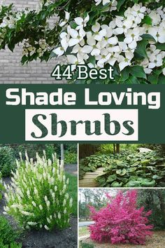 the four best shade loving shrubs