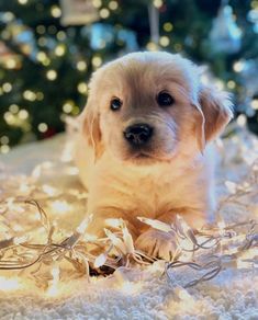 a small white dog laying on top of a blanket next to a christmas tree with lights