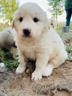 a small white dog sitting on top of a dirt field