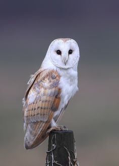 an owl sitting on top of a wooden post