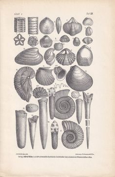 an old book with sea shells and other things in it's pages, including pencils