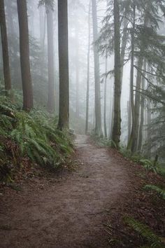 a dirt path in the middle of a forest on a foggy day