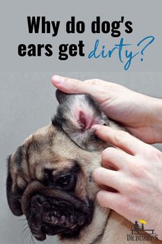 a person petting a small dog with the caption why do dogs ears get dirty?