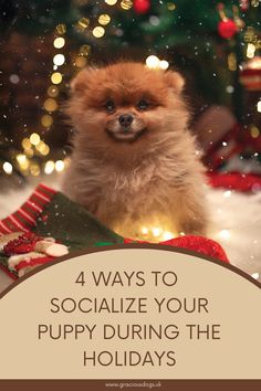 a small brown dog sitting in front of a christmas tree with the words 4 ways to socialize your puppy during the holidays