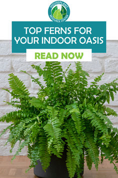 a fern plant in a pot with the words top ferns for your indoor oasis read now