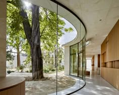 a curved glass wall in front of a tree