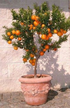 an orange tree is growing in a pot