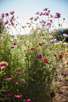 some pink and yellow flowers in a field