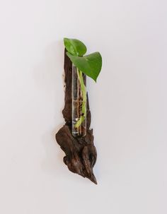 a piece of wood with a plant growing out of it's side on a white wall