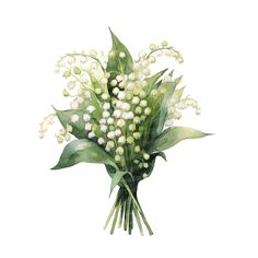 a bouquet of white flowers with green leaves and buds on the stems, watercolor drawing or illustration