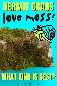 a poster with an image of a bug on top of some moss and the words, hermit crabs love moss what kind is best?