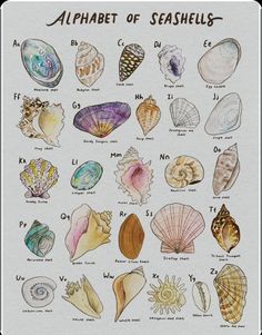 the alphabet of seashells is shown in this hand - drawn illustration, which includes several