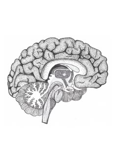 the human brain is shown in this black and white drawing, it looks like an image of