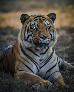 Chotta matka, Matkasur, male tiger, tigre, tigres Animal Taxidermy, Endangered Wildlife, Tiger Pictures, Mythical Animal, Lion Pictures, Creature Drawings, Animal Faces