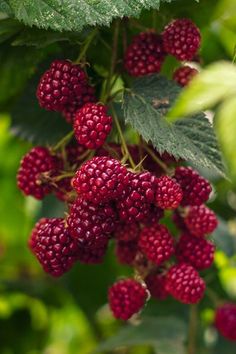 the berries are ripe and ready to be picked