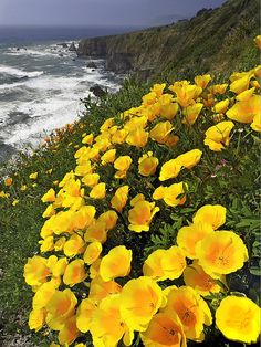 yellow flowers line the edge of a cliff by the ocean