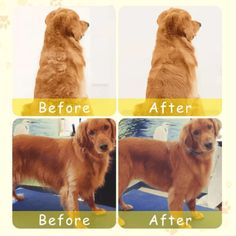 four different pictures of a dog before and after it has been groomed