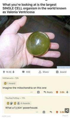 someone is holding an oval green object in their hand, and the caption reads what you're looking at is the largest known gaseousism in the world known