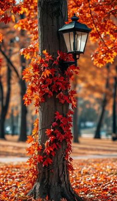 a lamp post covered in fall leaves next to a tree with red and orange leaves on it