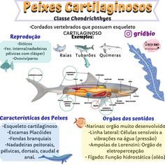 a poster showing the different parts of a fish and its names in spanish, with caption