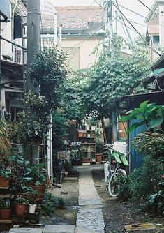 a narrow alleyway with lots of plants growing on it