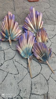 four purple and blue fan shaped flowers on the ground