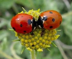 two ladybugs sitting on top of each other on a yellow and green flower