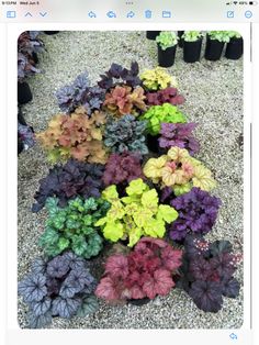 a bunch of plants that are on the ground