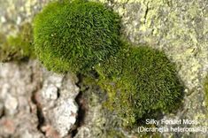 moss growing on the bark of a tree