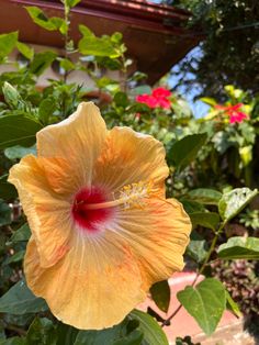 a large yellow flower with red stamen on it's center