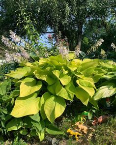 a large green plant sitting in the middle of a lush green field