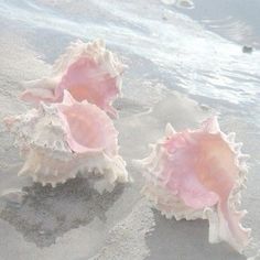 three seashells on the beach with water in the background