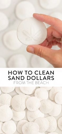 a person holding a white sand dollar in their hand with the words, how to clean sand dollars from the beach